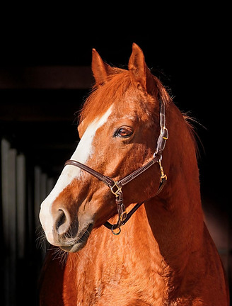 WhatsApp Bild 2025-10-22 um 11.16.23_5c9b9a70.jpg