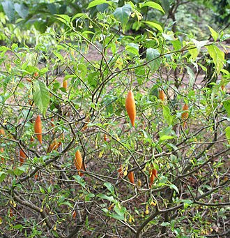 Qu'est ce que l'iboga et que soigne t'il?