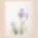 Irises