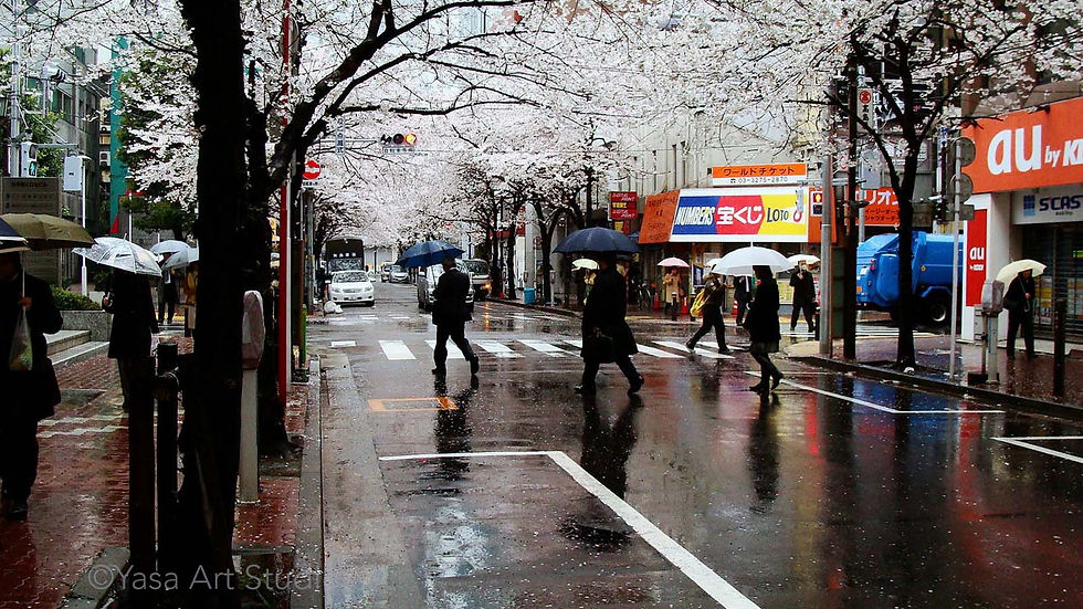 A street in Tokyo with many cherry blossom trees and people with umbrellas.