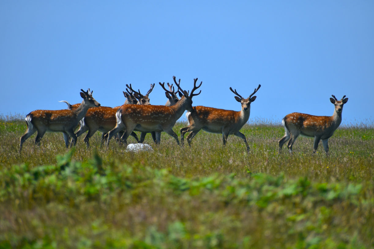 Sika Deer on Lundy Island, off the Devon coast in the UK