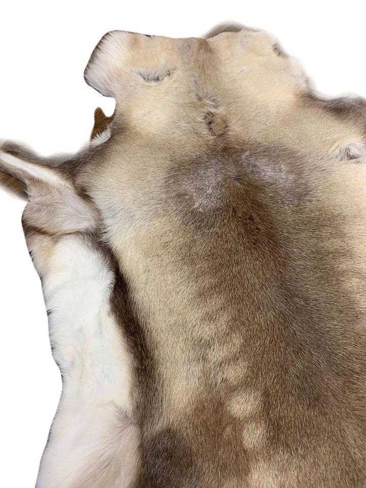 Thumbnail: Reindeer Hide