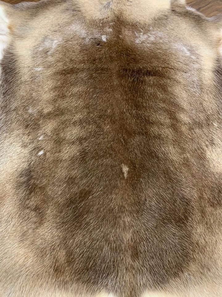 Thumbnail: Reindeer Hide- 015