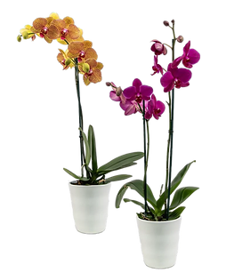 Get Orchids Delivered Prime Plants