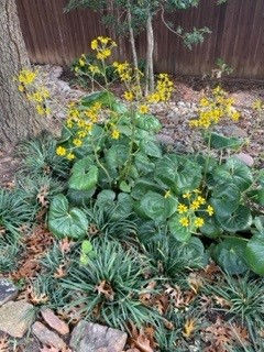 Flowering plant