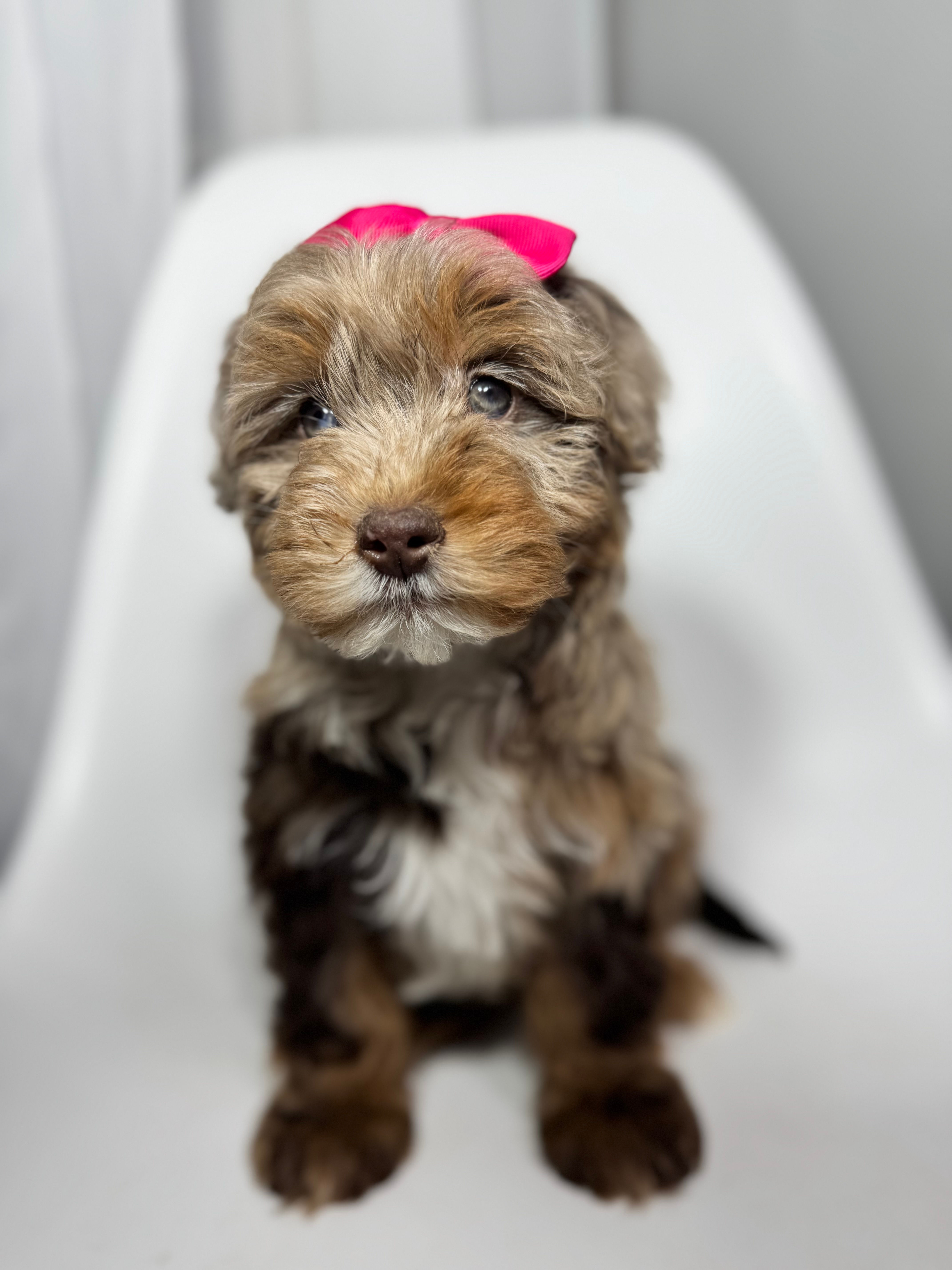 Channel-mini bernedoodle