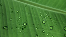 LEAVE_002_1080.jpg