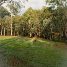 Christmas Hills Primary School - bush.jpeg