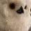 Thumbnail: Arctic Owl Rental