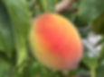 Peaches from Our Tree