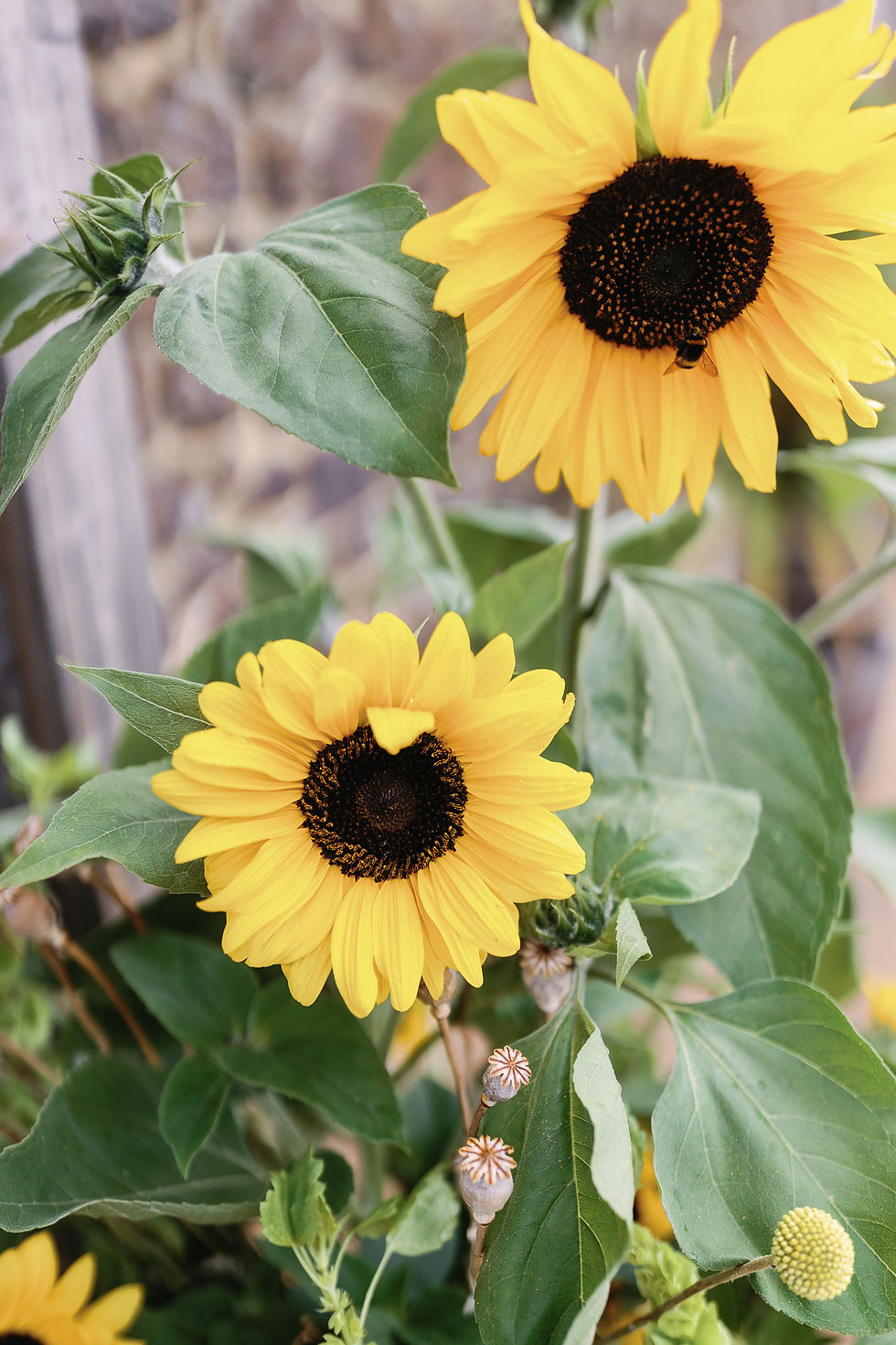two sun flowers