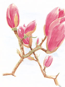 Magnolia