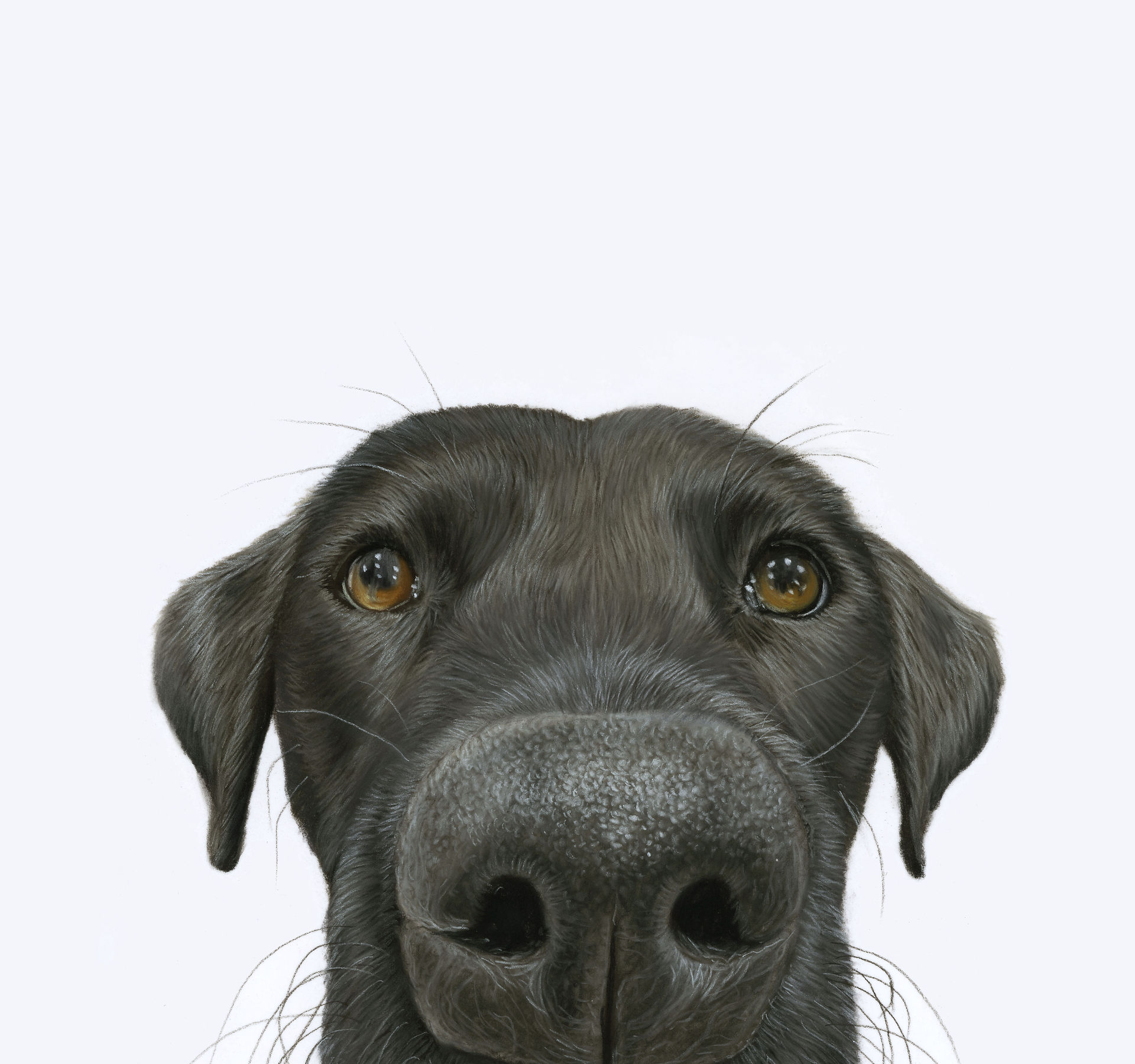 an up close portrait of a black Labrador, with the nose close to the front