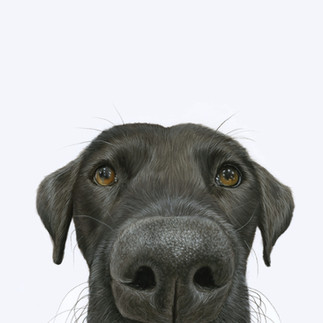 an up close portrait of a black Labrador, with the nose close to the front