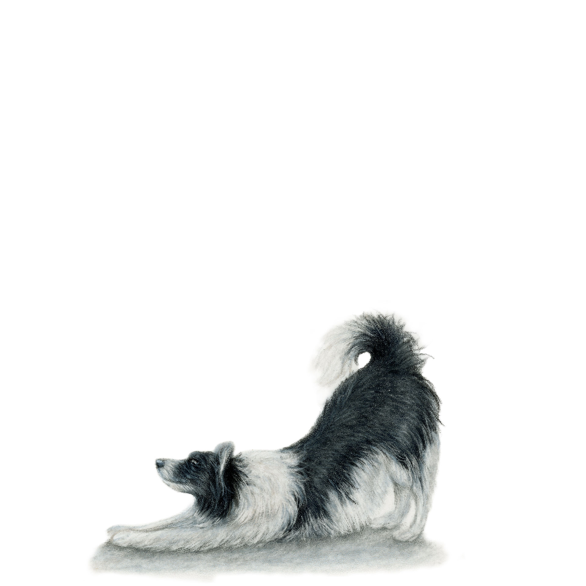 BIG STRETCH COLLIE DRAWING