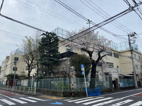 時間差の桜