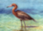 Reddish Egret