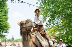 Camel Ride