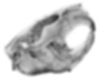 Beaver Skull - Stippling