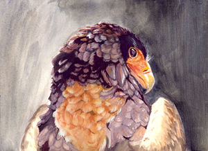 Eagle Portrait