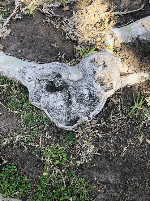 Heart of Root