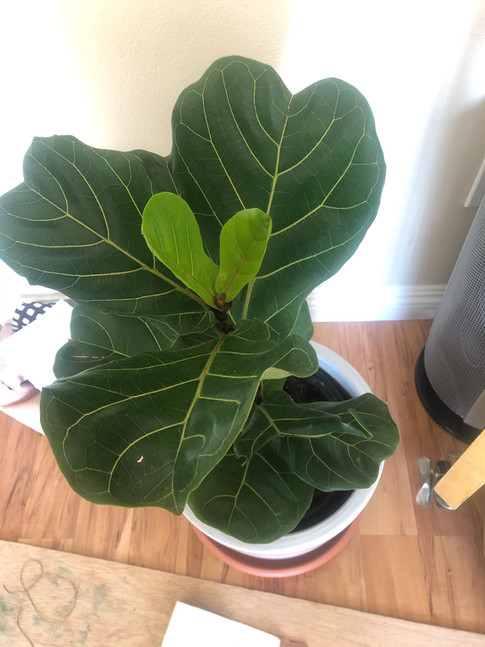 Heart of fiddle leaf fig leaf. I bought a new plant in my room and named her Florence.