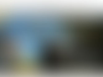 La municipalité est négligente ! Pendant plus de 10 ans, aucune reconnaissante à l'olivier !