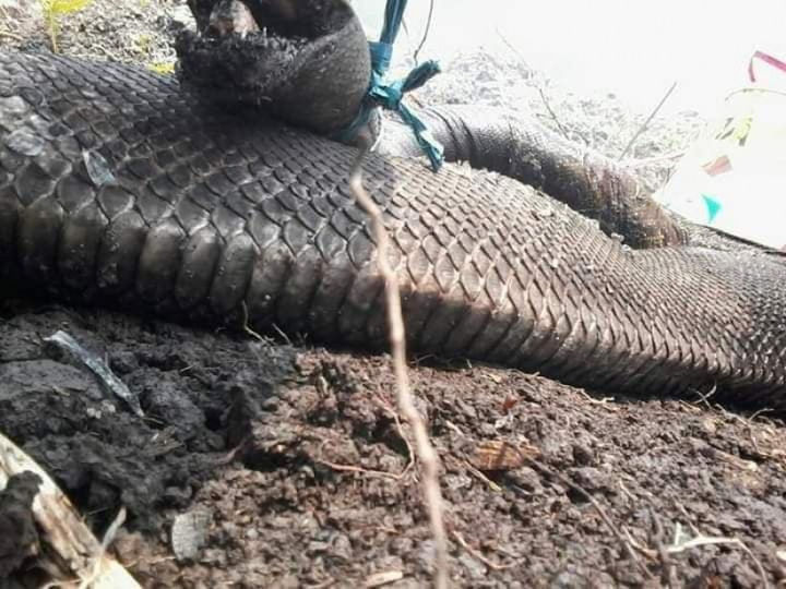 Viral 'Ular Raksasa', 'Ular Berkaki', dan Ancaman Karhutla