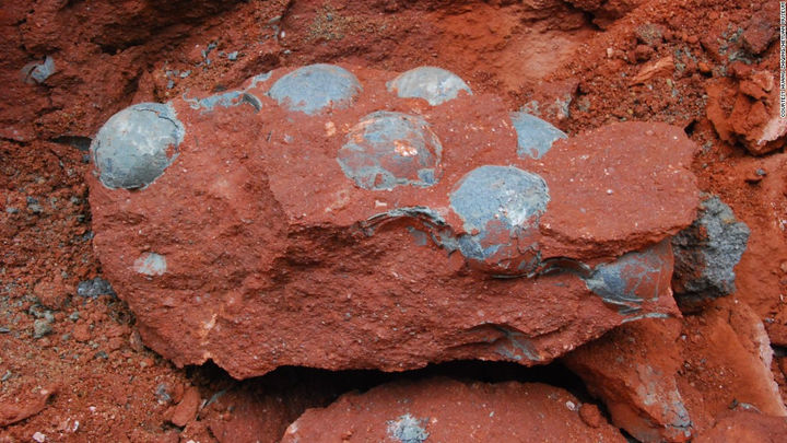 Bocah China Temukan Fosil Telur Dinosaurus Berusia 66 Juta Tahun