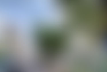 Terbentuk Alami, Pohon Turus Jalan di Yogya Ini Serupa Ayam Raksasa