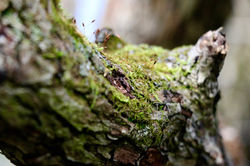 Artistic Photography Moss