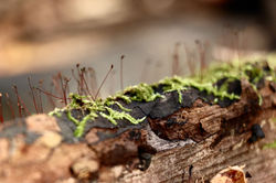 Artistic Photography