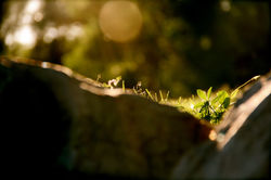 Artistic Photography Nature