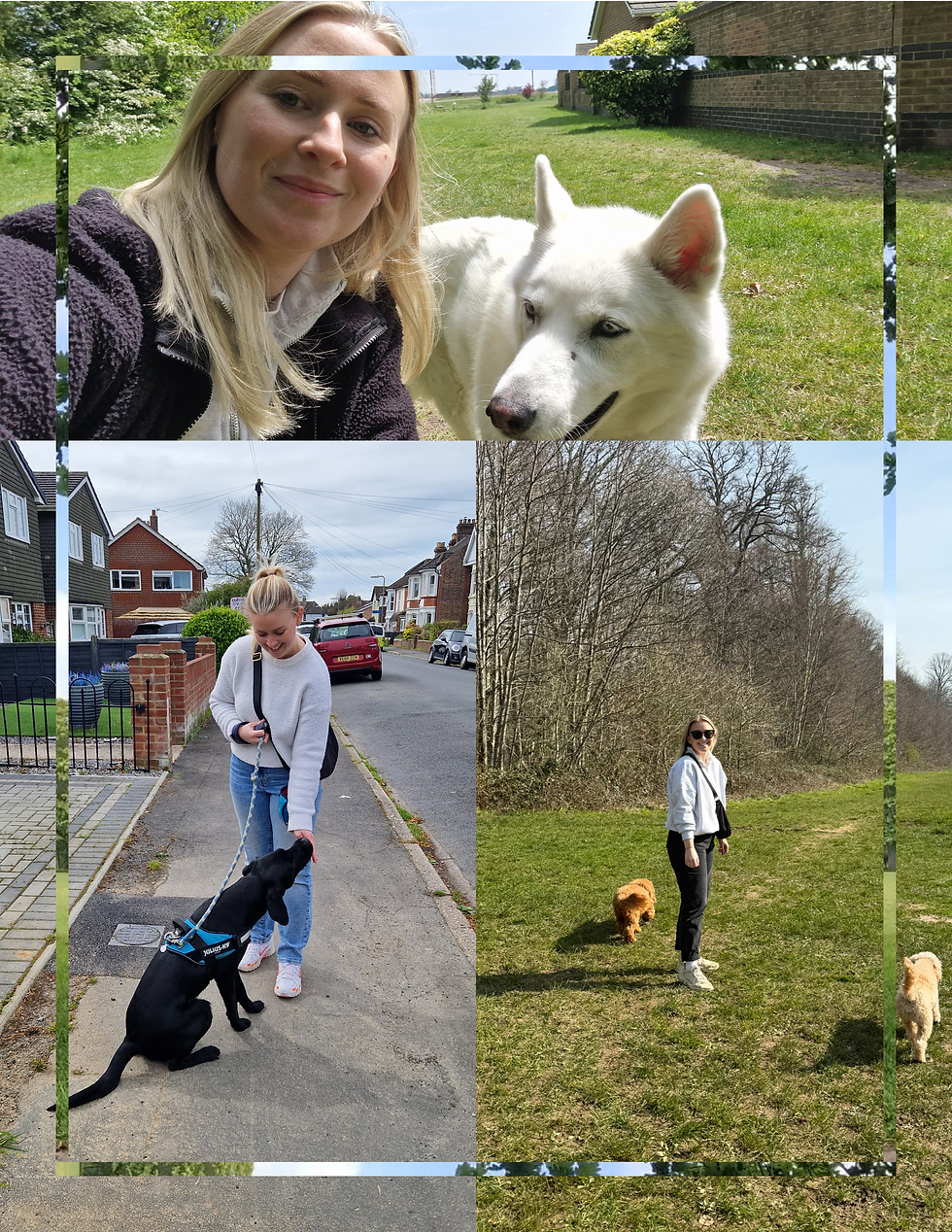 Husky, Labrador loose lead walking in Portsmouth Havant Emsworth with Loyal Pup School