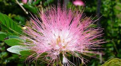 Bobinsana Rose Dieta