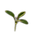 Blooming - Sprout.png