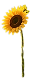 Blooming - Sunflower.png