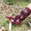 Thumbnail: Women's Wine Argyle Knee High Socks