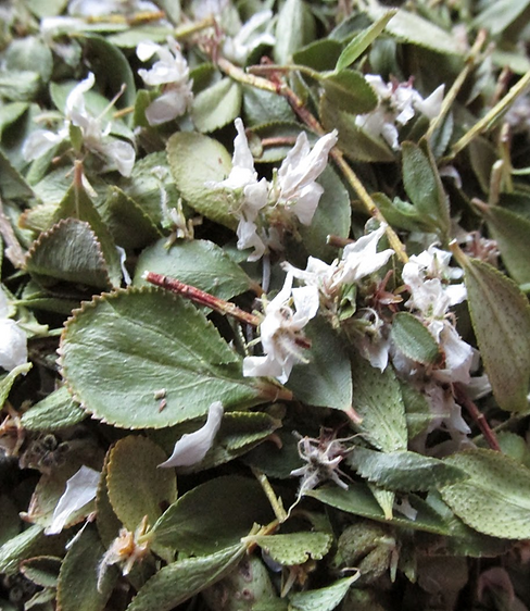 Dried Buchu serrated edges.png