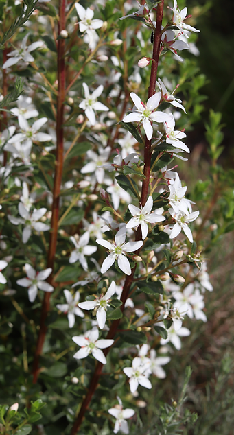 Buchu plant with many small white flowers