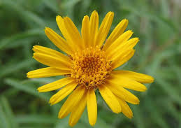 Arnica Flower