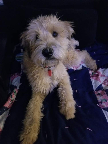 Resized_20191015_190452.jpeg