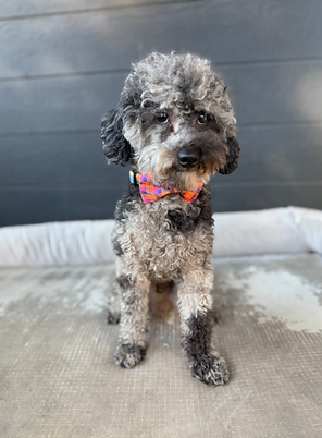 Gus