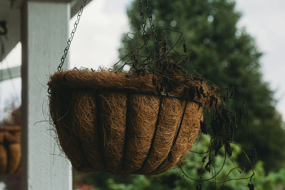 Hanging baskets are gorgeous, but in July they can go from being a flower factory to a dried arrangement with alarming speed. This is because the baskets hold very little potting mix, aren’t situated where rain is likely to fall, and are located where a strong breeze can dry it like laundry on a washing line. In short, they’re a disaster waiting to happen if you head off on a summer vacation without a plan for them, too.
