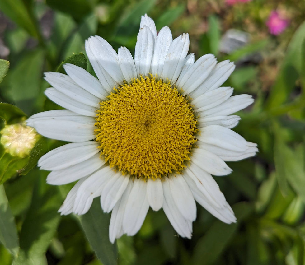 Becky Shasta Daisy