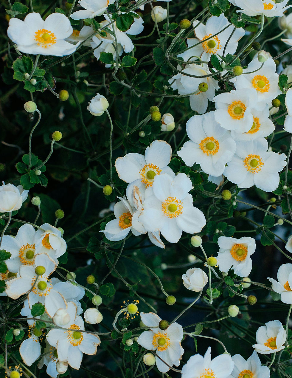 White wildflowers with yellow centers bloom among dark green leaves and stems, filling the frame with a soft, natural feel