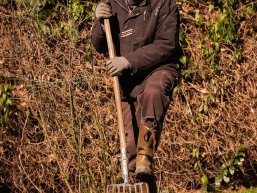Why Waiting for Spring Is So Last Season: The Case for Fall Planting