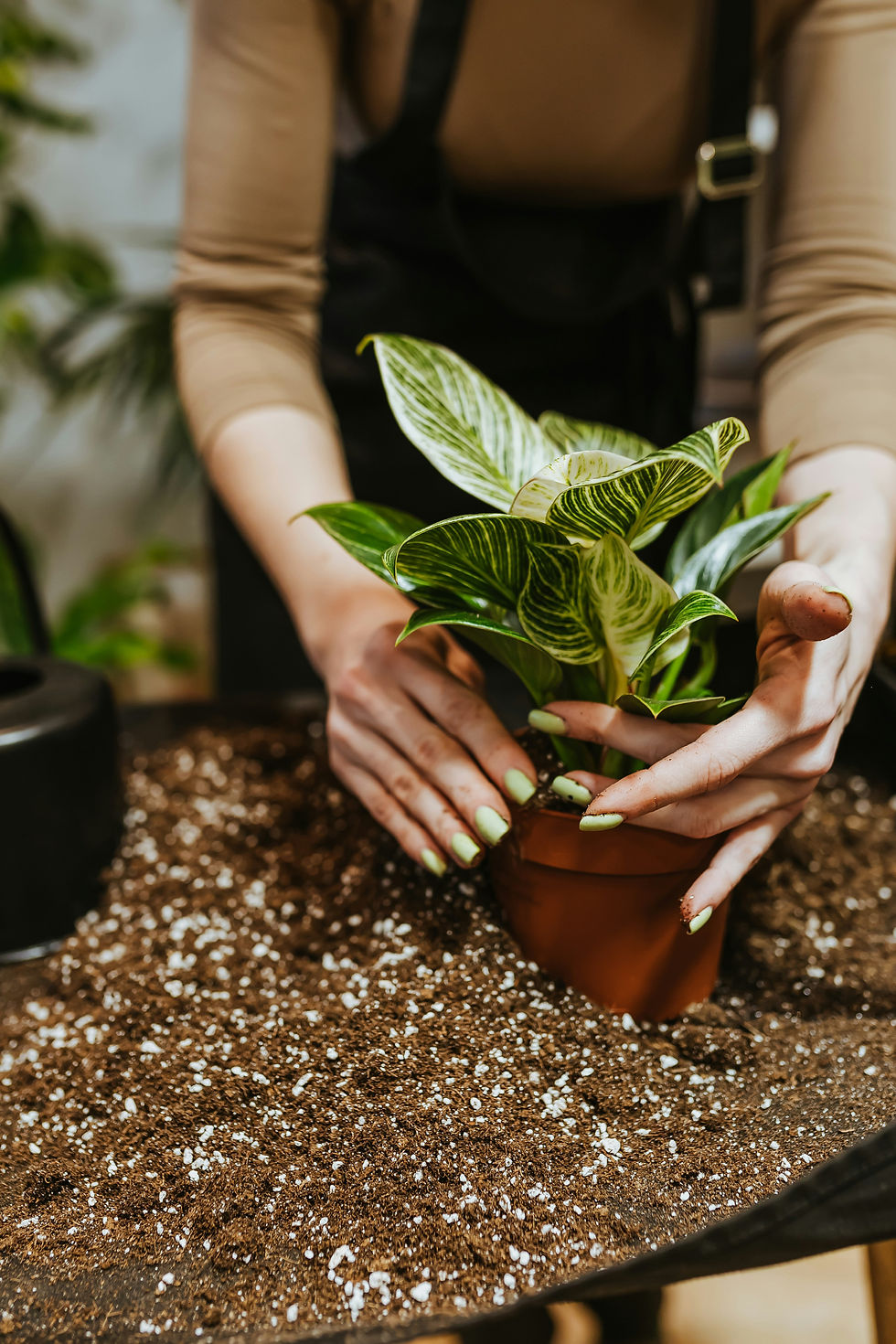 Hands with neon green nails hold a variegated houseplant in a terracotta pot over potting soil.