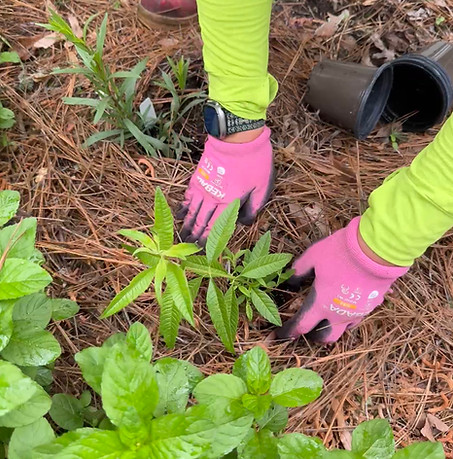 Maureen Planting (1).JPG
