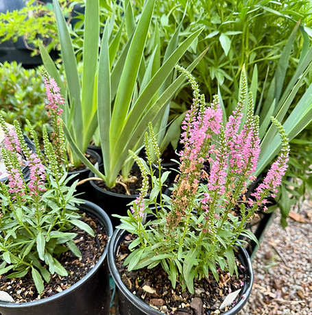 Pink Plants.JPG